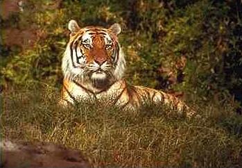 Tiger06-sitting on grass.jpg