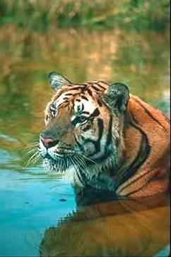 Tiger07-face closeup in water.jpg