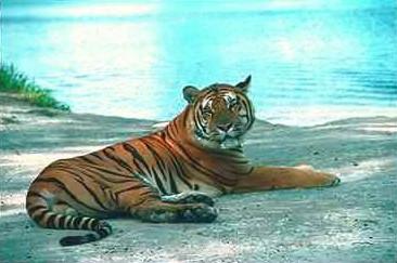 Tiger08-resting on pond side.jpg