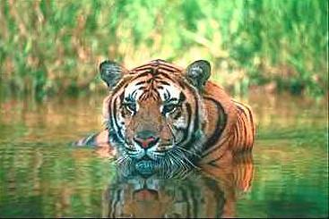 Tiger09-walking in deep water.jpg