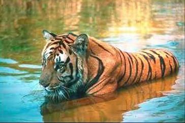 Tiger10-resting in water.jpg