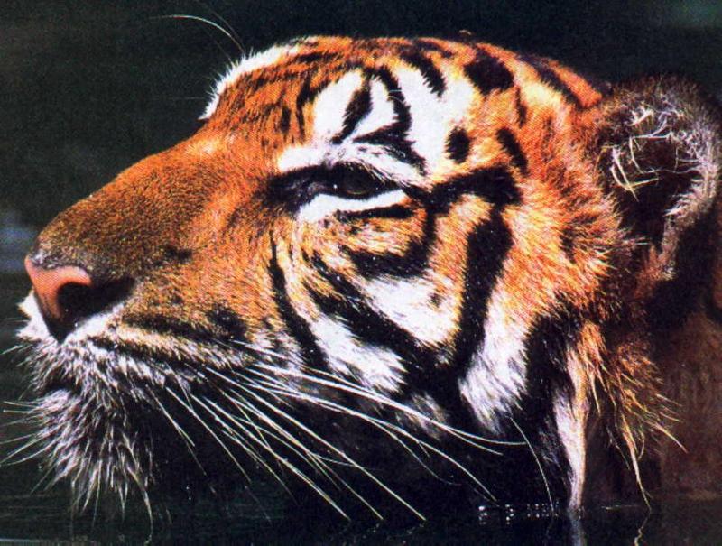 Tiger1200-Tiger-swimming-face closeup.jpg