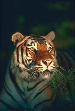 Tiger12-twilight face closeup.jpg