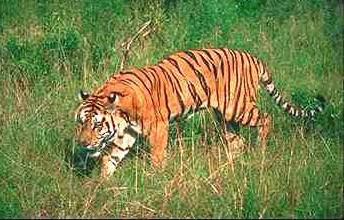 Tiger13-stalking in grass.jpg