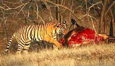 Tiger14-eating meat dinner.jpg
