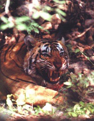 tiger16-roaring.jpg