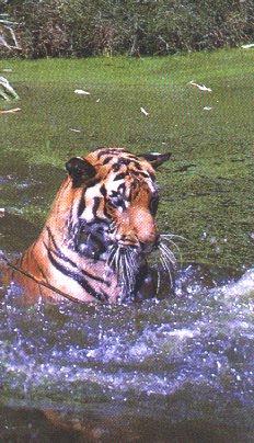 tiger17-Water Romper.jpg