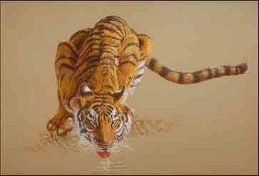 Tiger1-drinking water-painting.jpg