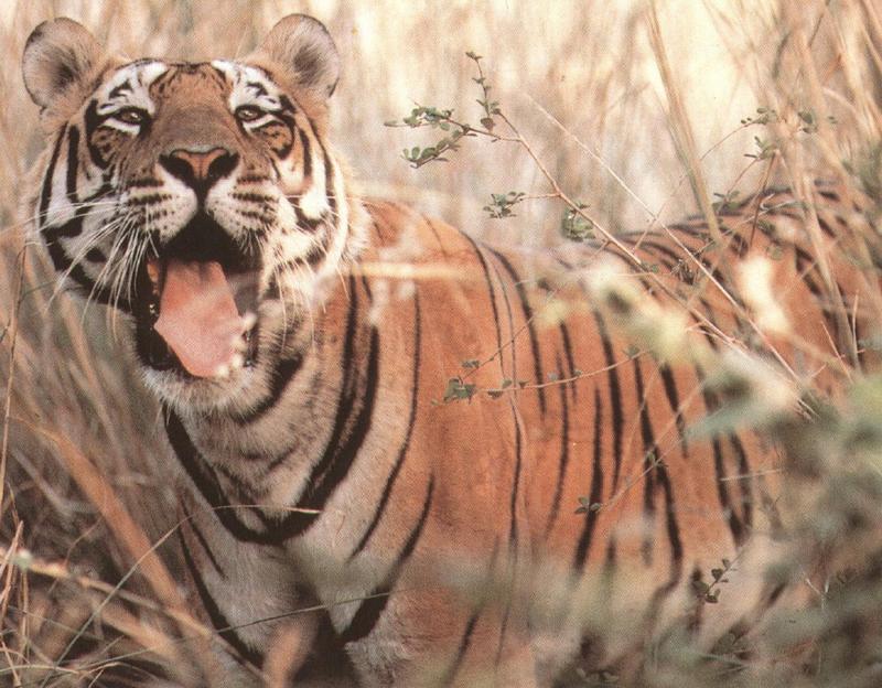 tiger1-In Bush-Showing Tongue.jpg