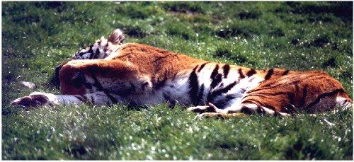 Tiger2-Full Relaxing on grass.jpg