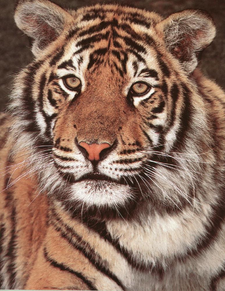 tiger2-Great Portrait.jpg