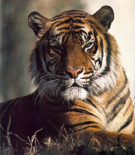 tiger2-sitting-head closeup.jpg