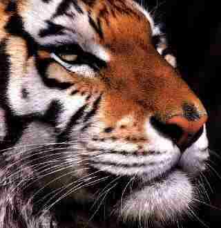 Tiger3-very face closeup.jpg