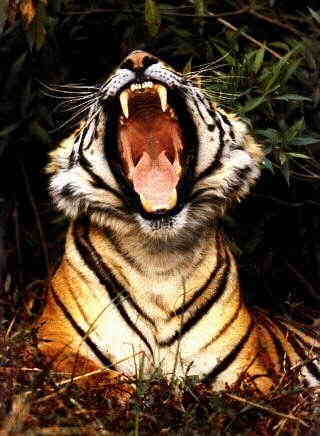Tiger6-big yawning closeup.jpg