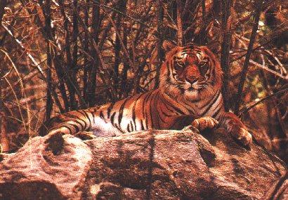 tiger6-Sitting on rock.jpg