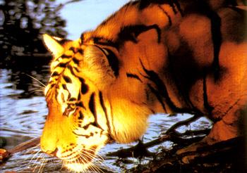 Tiger-By Water-head closeup.jpg