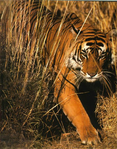 tiger camo-stalking in bush.jpg