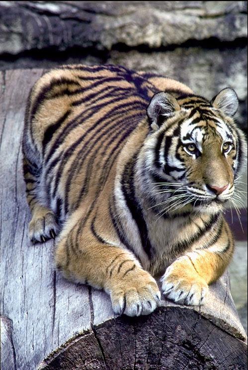 Tiger-Crouching and Glaring On Log.jpg