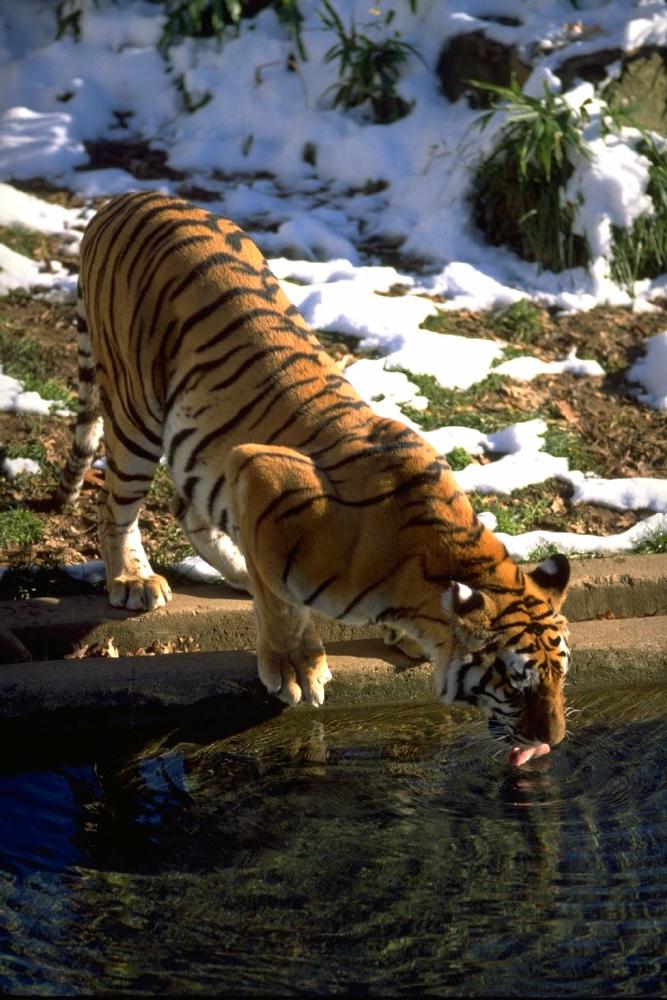 tiger-drinking-snow.jpg