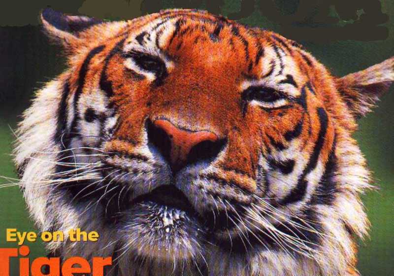 Tiger face1200-closeup.jpg