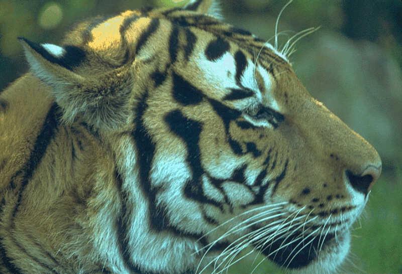 Tiger-Face-Right Side View.jpg