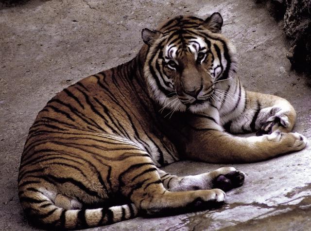 Tiger Lonely.jpg