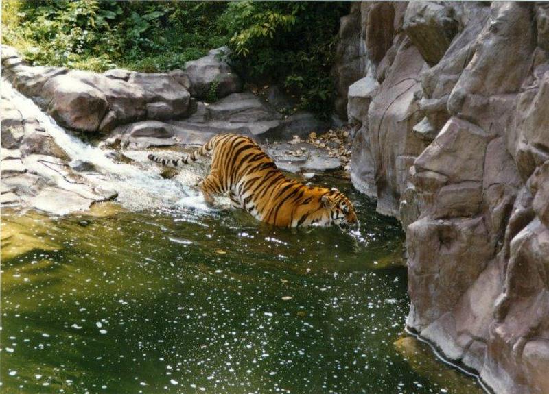 tiger pool.jpg