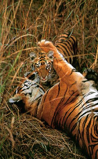 Tigers Mom n Baby.jpg