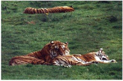 Tigers-FullRelaxing on grass.jpg