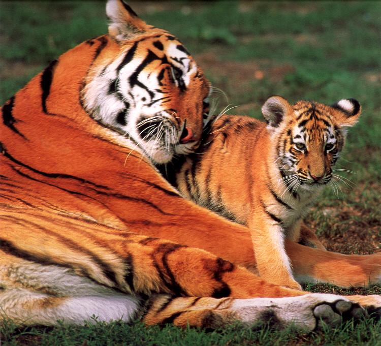 Tigress and Cub.jpg