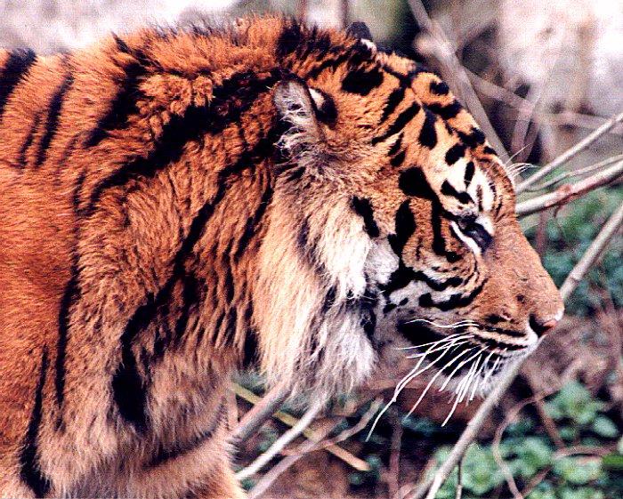 Tijger2-Tiger Face Closeup.jpg
