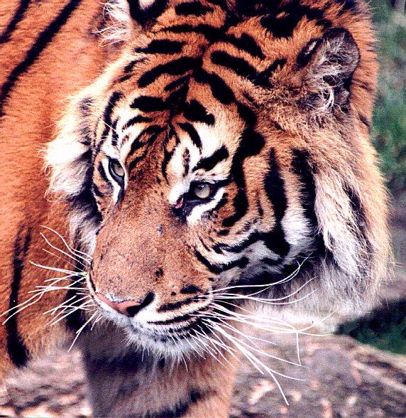 Tijger-Tiger Face Closeup.jpg