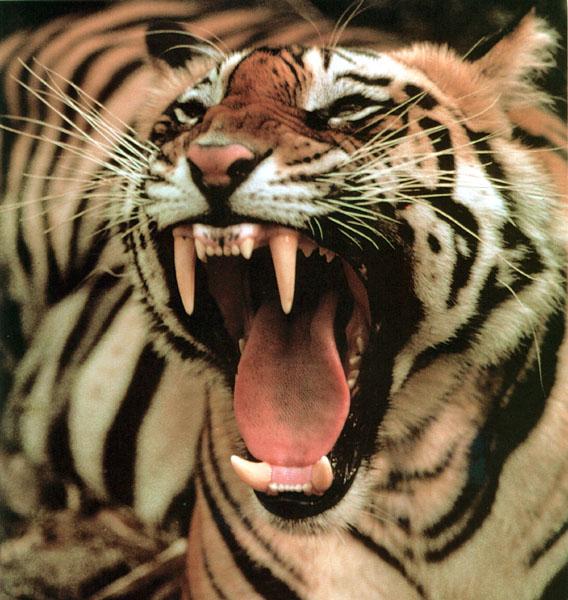 WE0698 Tiger-1 face closeup-sharp teeth.jpg