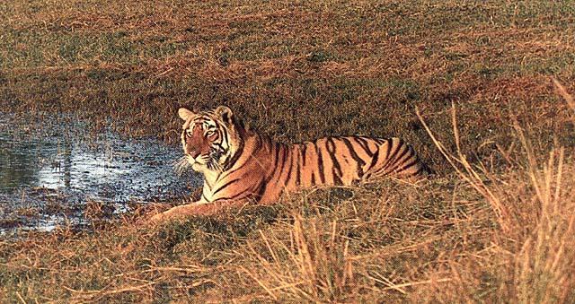 wildcat26-tiger.jpg