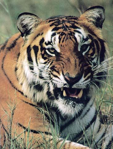 wildcat27-tiger.jpg