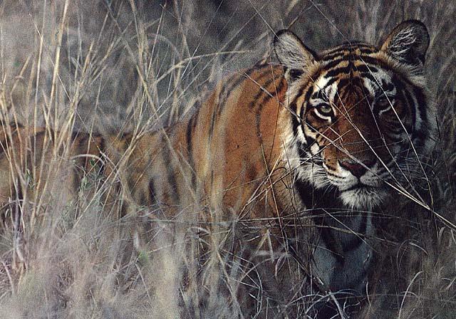 wildcat28-tiger.jpg