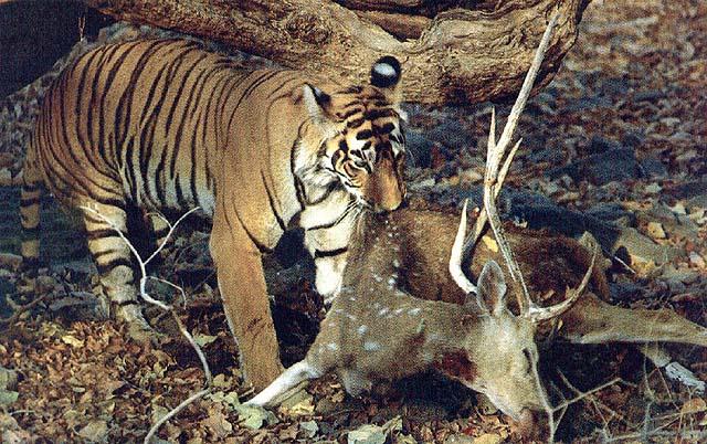 wildcat29-tiger caught Deer.jpg