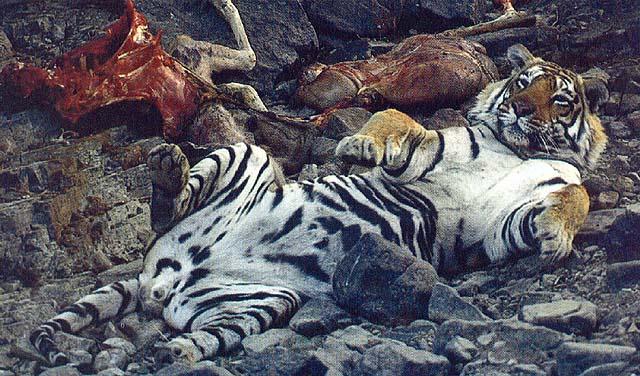 wildcat30-tiger ate Deer.jpg