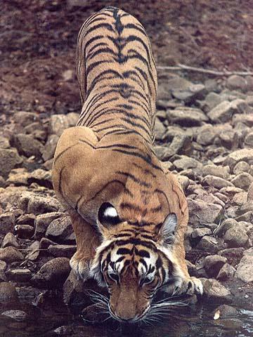 wildcat31-tiger.jpg