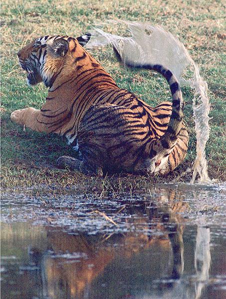 wildcat33-tiger.jpg