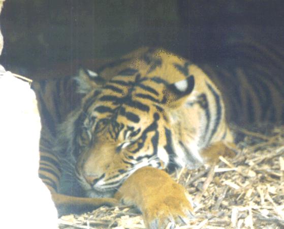 Himalayan Tiger1-Sleeping.jpg