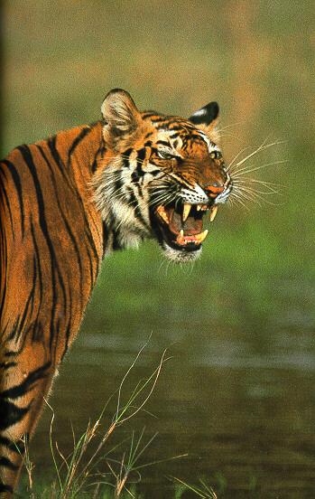 Bengal Tiger Snarls.jpg