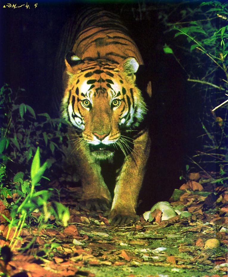 Bengal Tiger-walking on forest trail-closeup.jpg