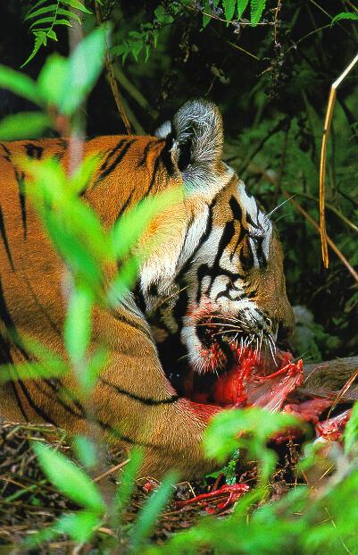Bengal Tiger Feeding.jpg