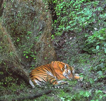 Bengal Tiger Sleeping.jpg