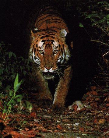 Bengal Tiger02.jpg