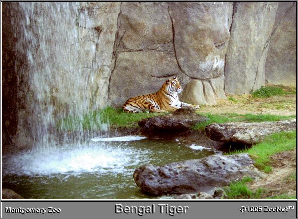 Bengal Tiger Fall-Montgomery Zoo.jpg