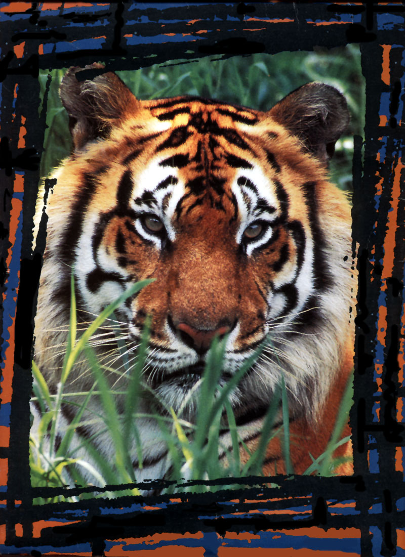 KsW-Misc-0005-BTiger-Bengal Tiger-face closeup.jpg