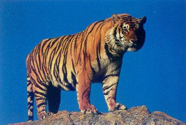 lj Bengal Tiger\'Kolar\'.jpg