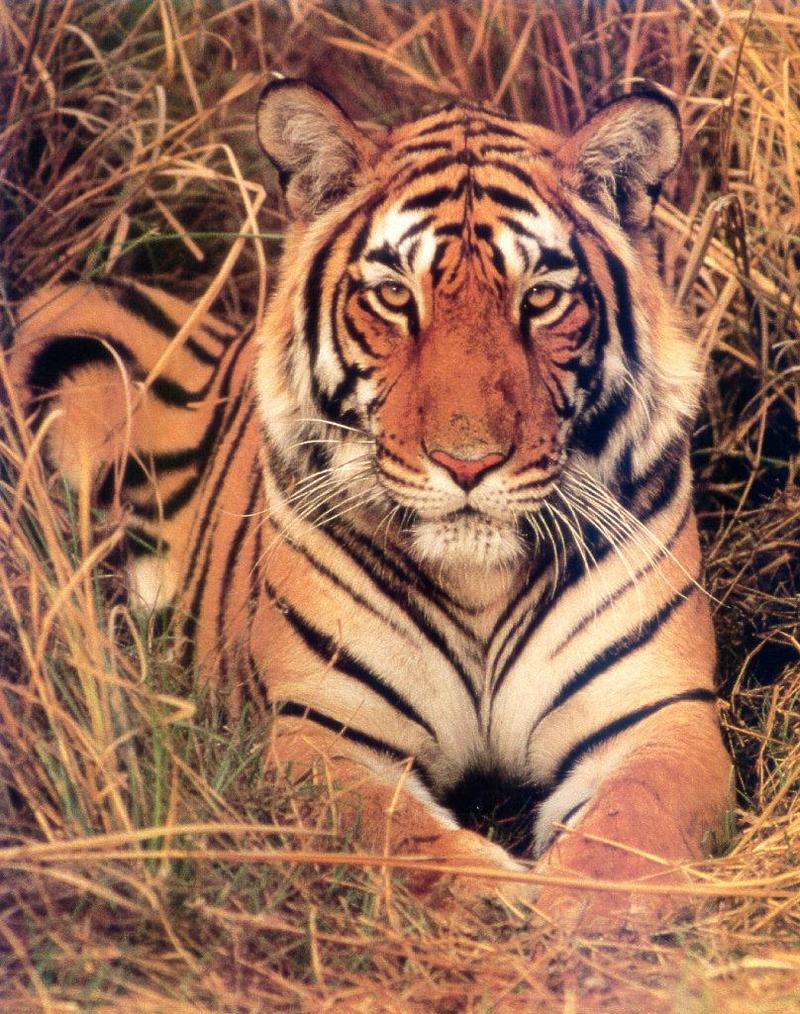 lj Royal Bengal Tiger.jpg